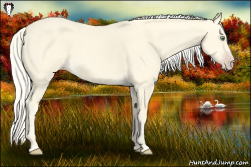 Horse Color:Gold Cream Champagne 