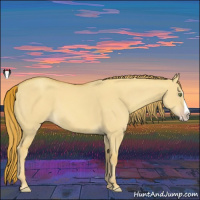 Horse Color:Gold Champagne Dun Splash