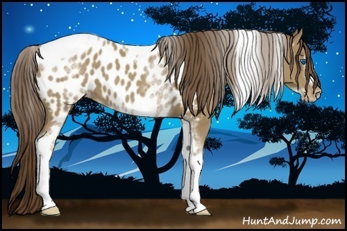 Horse Color:White Spotted Classic Champagne Splash Tobiano Frame Appaloosa