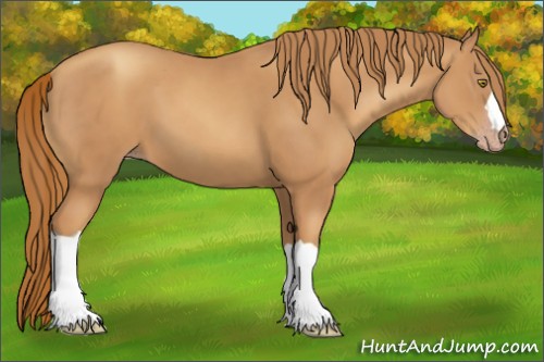 Horse Color:Gold Champagne 