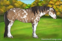 Horse Color:Brown Dun Sabino Appaloosa Rabicano