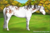Horse Color:White Spotted Brown Rabicano 