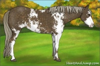 Horse Color:Chocolate Palomino Sabino 