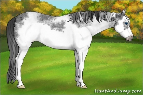 Horse Color:White Spotted Blue Roan Splash Frame Appaloosa 