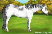 Horse Color:White Spotted Blue Roan Splash Frame Appaloosa