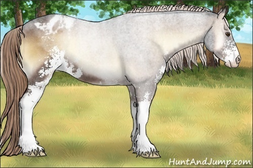 Horse Color:Liver Red Onyx Roan Sabino Appaloosa 