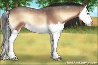 Horse Color:Bay Roan Onyx Splash