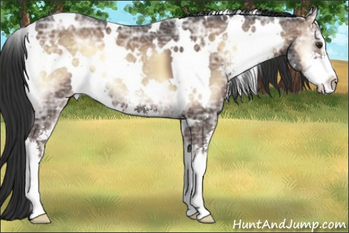 Horse Color:White Spotted Liver Red Onyx Ice Sabino 