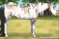 Horse Color:White Spotted Liver Red Onyx Ice Sabino 