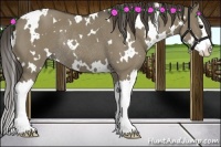 Horse Color:White Spotted Smoky Grullo Splash Rabicano 