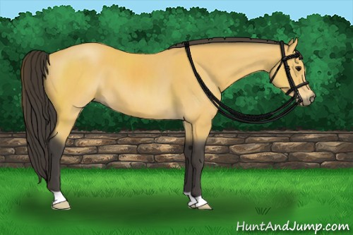 Horse Color:Buckskin