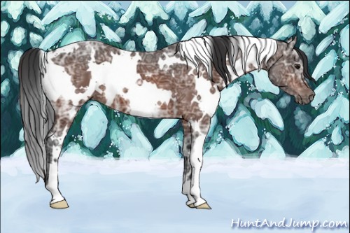 Horse Color:White Spotted Brown Ice
