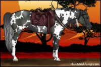 Horse Color:White Spotted Black