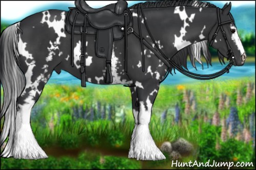 Horse Color:White Spotted Black