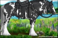 Horse Color:White Spotted Black 