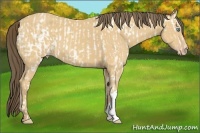 Horse Color:Amber Cream Champagne Near Leopard  and Amber Cream Champagne 
