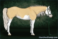 Horse Color:Silver Buckskin Dun Sabino Splash 