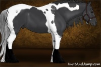 Horse Color:Black Sabino Tobiano 