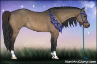 Horse Color:Brown Dun 
