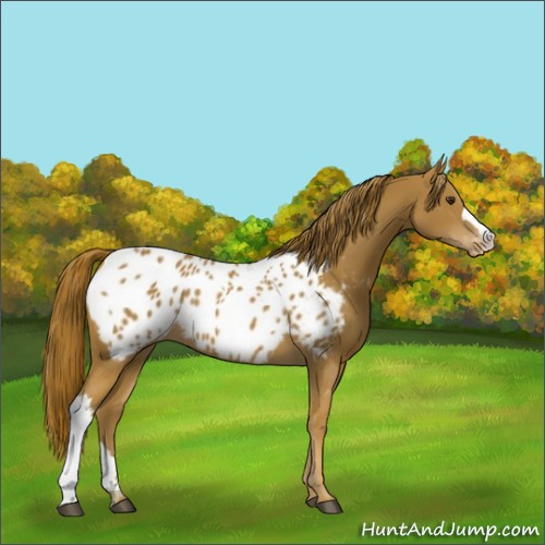 Horse Color:Chestnut Appaloosa 