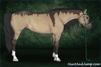 Horse Color:Brown Dun 