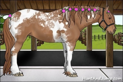 Horse Color:Chestnut Tobiano