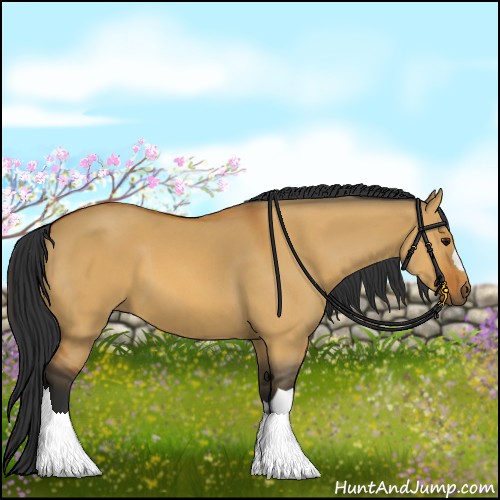 Horse Color:Bay Dun