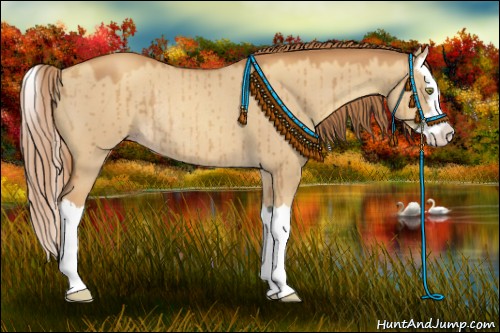 Horse Color:Gold Champagne Dun Sabino Splash Rabicano 