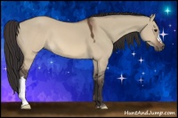 Horse Color:Buckskin Dun