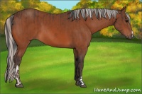 Horse Color:Bay and Silver Bay