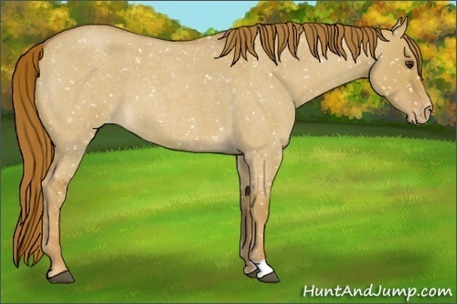 Horse Color:Red Dun Roan Appaloosa 