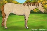 Horse Color:Red Dun Roan Appaloosa 