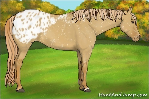 Horse Color:Red Dun Appaloosa