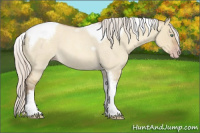Horse Color:Gray Silver Amber Cream Champagne Roan Dun Splash Tobiano Frame Appaloosa Rabicano 