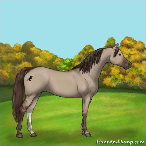 Horse Color:Liver Red Dun
