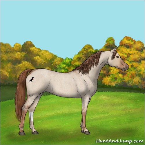 Horse Color:Red Dun Roan