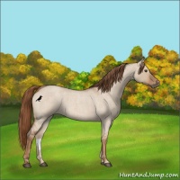 Horse Color:Red Dun Roan
