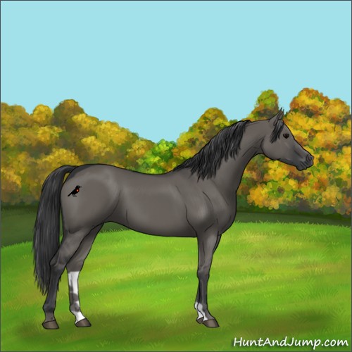 Horse Color:Grullo 
