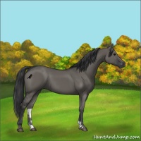 Horse Color:Grullo