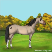 Horse Color:Bay Dun