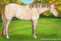 Horse Color:Buckskin Roan Pearl  and Bay Roan Pearl 