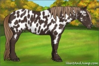 Horse Color:Liver Chestnut Appaloosa