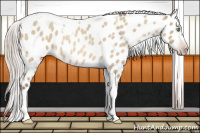 Horse Color:Gray Silver Sable Cream Champagne Roan Dun Splash Tobiano Frame Appaloosa Rabicano 