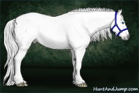 Horse Color:Gray Silver Amber Cream Champagne Roan Dun Splash Tobiano Frame Near Leopard Rabicano