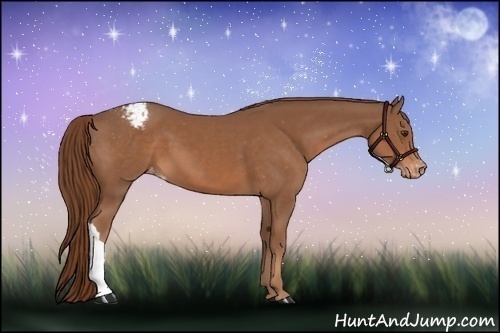 Horse Color:Chestnut Appaloosa 