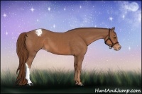 Horse Color:Chestnut Appaloosa