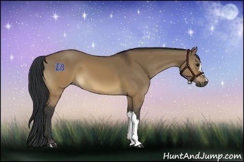 Horse Color:Brown Dun