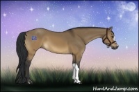 Horse Color:Brown Dun 