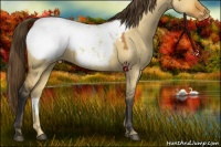 Horse Color:Bay Dun Near Fewspot 