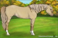 Horse Color:Chocolate Palomino Dun 